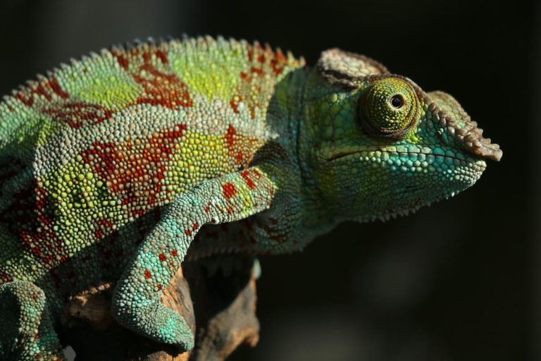 Jesteś zmuszony kupić nowe terrarium dla swojego gada?