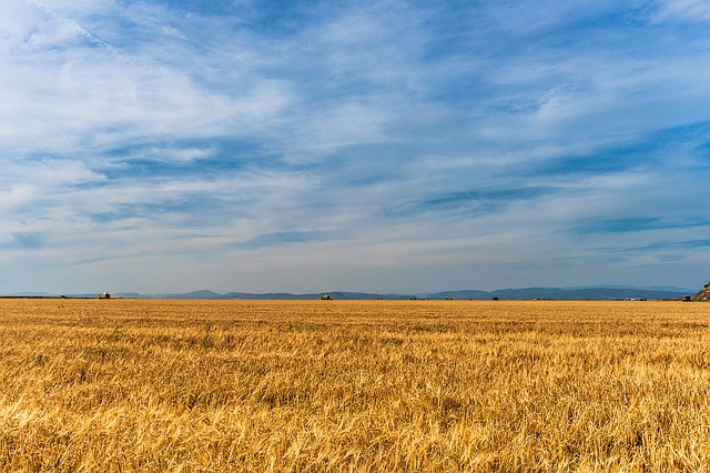 Do czego służą regulatory wzrostu roślin uprawnych