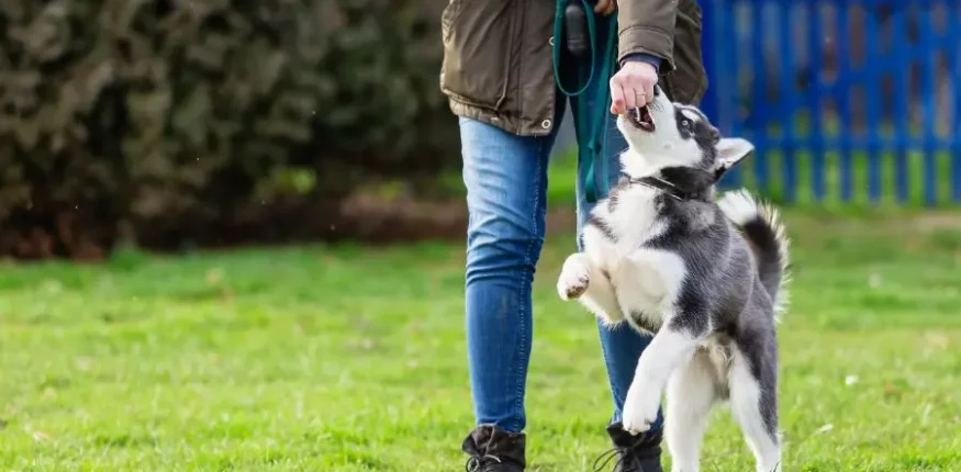 Behawiorysta pracujący z psem podczas szkolenia behawioralnego